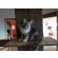 Glücks-Coonie, Maine Coon - Katze