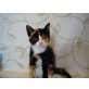Glückskatze Bounty, Europäische Kurzhaarkatze - Katze