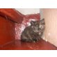 Glückskatze - Katze