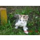 Glückskatze und grauer Tiger - Katze