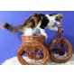 Glückskatzen mit einem Stammbaum, Maine Coon - Katze