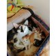 Glückskatzenbabys - Kater