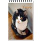 Glückskatzendame Yupi - Katze