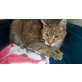 Gnadenbrotplatz gesucht fr Kater Merlin, Europäisch Kurzhaar - Kater