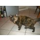 Gnadenbrotplatz gesucht für Daisy, Europäisch Kurzhaar - Katze