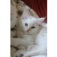 Go Buy Me Love, Ragdoll - Kater