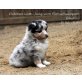 Gobbex Lütt Jung vom Reiterwappen, Sheltie Welpen - Rüde