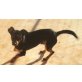 Gobi, Zwergpinscher - Rüde