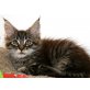 Göhren + Binz, Maine Coon - Kater