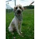 Gofio, Pudel-Tibetterrier-Mix - Rüde