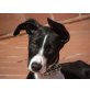 Gofio - man sagt ich bin ein ........, Podenco Mix Welpen - Rüde