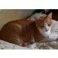 Gogo, Wer schenkt dem Hübschen ein Heim? - Kater