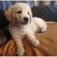 Golddern Retriever, Golden Retriever - Rüde