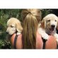 Golddern Retriever, Golden Retriever - Rüde