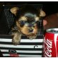 Golddust Yorkshire Terrier - Hündin