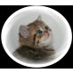 Golden Exotic, Exotisch Kurzhaar - Katze