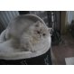 Golden Pee Wee, Perser - Kater