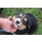 Golden Retriever-Berner Sennenmix Welpen, Golden Retriever-Berner Sennenmix - Rüde