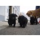 Golden Retriever-Border Collie-Mischlingswelp Welpen - Rüde