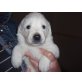 Golden Retriever/Border Collie - Rüde