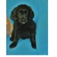 Golden Retriever + Cockerspaniel Welpen - Hündin