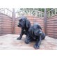 Golden Retriever & Deutsch Langhaar - Rüde