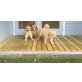 Golden Retriever, Golden Retriever - Hündin