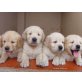 Golden Retriever, Golden Retriever - Hündin
