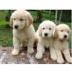 Golden Retriever, Golden Retriever - Rüde