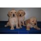 Golden Retriever, Golden Retriever - Rüde