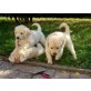 Golden Retriever, Golden Retriever - Rüde