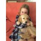 Golden Retriever, Golden Retriever - Rüde