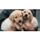 Golden Retriever, Golden Retriever - Rüde