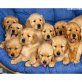 Golden Retriever, Golden Retriever - Rüde