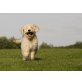 Golden Retriever/Großpudel - Hündin