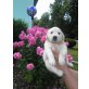 Golden Retriever - Hündin