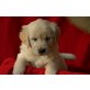 Golden Retriever - Hündin