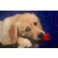 Golden Retriever Hündin 14 Wochen, Golden Retriever Welpen - Hündin