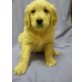 Golden Retriever - Hündin