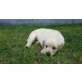 Golden Retriever - Hündin