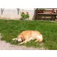 Golden Retriever - Hündin