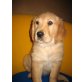 Golden Retriever - Hündin