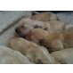 Golden Retriever - Hündin