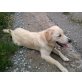 Golden Retriever - Hündin