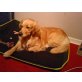 Golden Retriever - Hündin