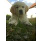 Golden Retriever - Hündin