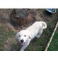 Golden Retriever - Hündin