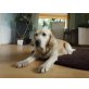 Golden Retriever - Hündin