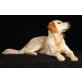 Golden Retriever - Hündin