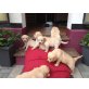 Golden Retriever - Hündin